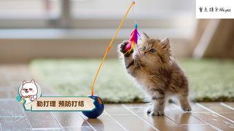 娱乐圈吃瓜猫咪是谁呀,揭秘网络红星的幕后推手